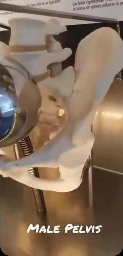 Difference between male and female pelvis