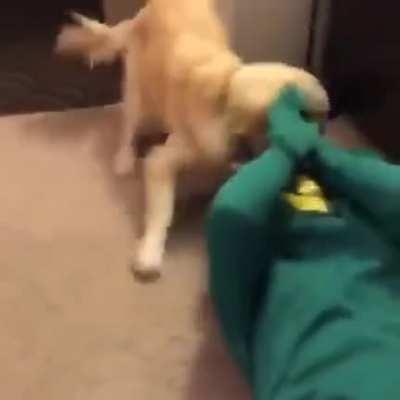 Guy dresses up as dog's favorite toy