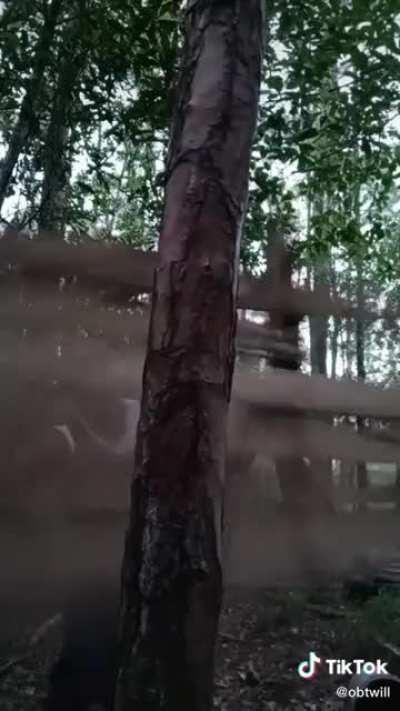 Unc been lost in them woods off percs