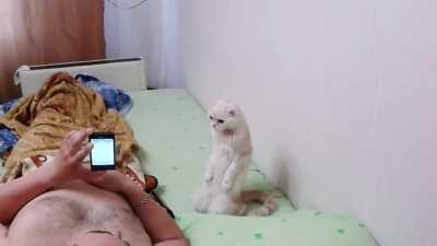 Cat Stands for Russian National Anthem