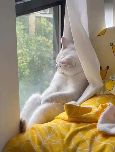 Being a cat is really hard...