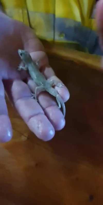 This little gecko fell into this guy's beer and drowned, but he managed to bring it back to life with CPR