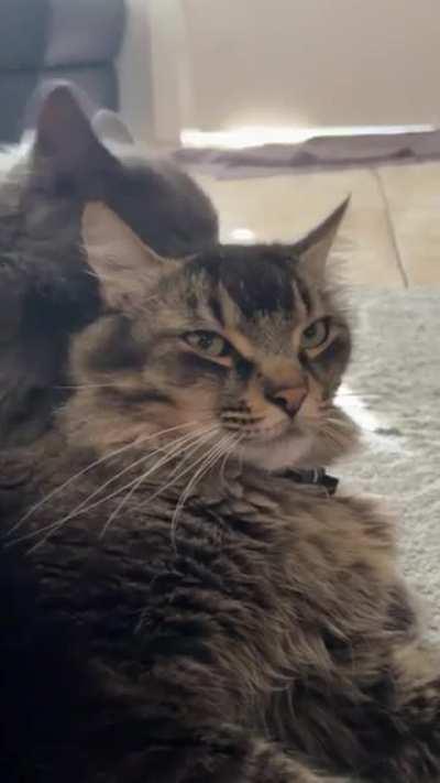 The camera stare gets me every time 😹