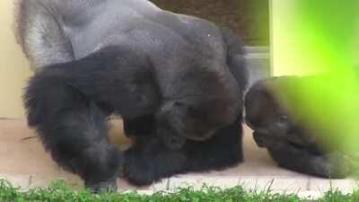 🔥 Silverback and his son, calmly observing a caterpillar 🔥