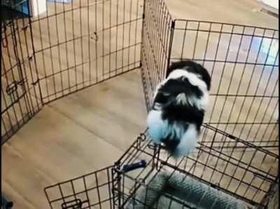 to fence the puppy
