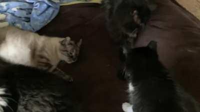 Soon it will be warm enough for Psycho to get his sorely needed summertime shave - today's bucket o' cats