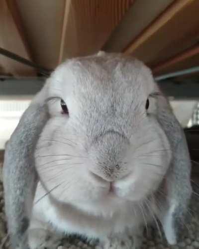 Congrats Dexter, 7 years old today!🐇🤍