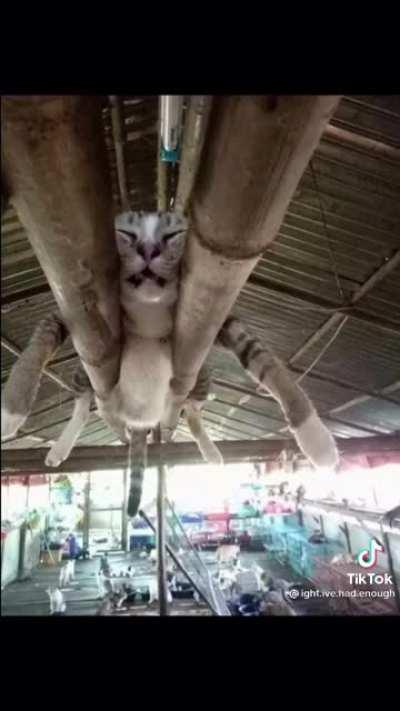 This did indeed cheer me up