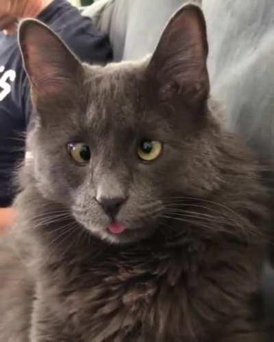 The best of bleps