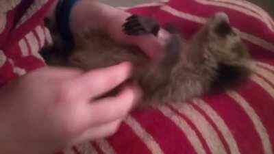 Baby boy loves them scratches!