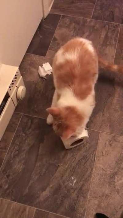 The time Mango left me stranded on the toilet with no TP. Pardon the language.