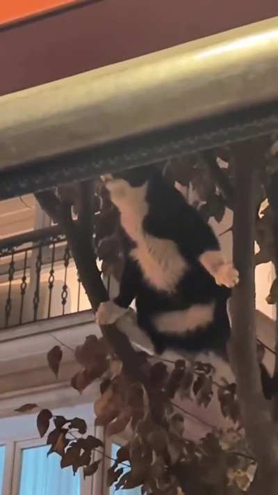 Tuxedo mission failed