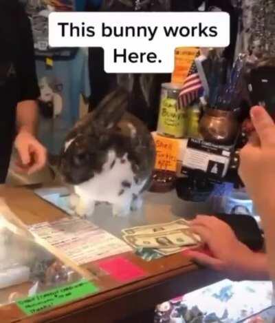 This cashier bunny is named Gumbo and he works at a gift shop in Eureka Springs, Arkansas m.