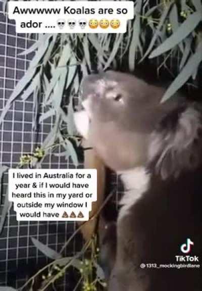 What a cute little cuddly bear