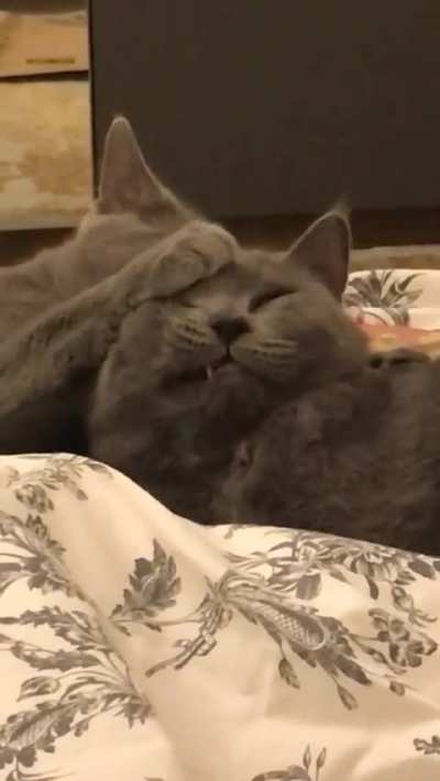 I attempted to film a sweet cat video, and it ended in disaster instead.