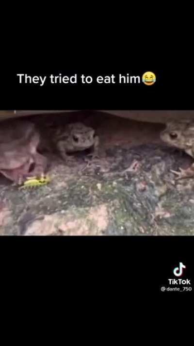 Unironically posted on tiktok