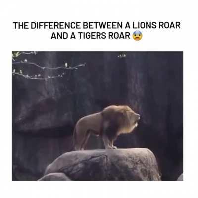 The lion's just hungry