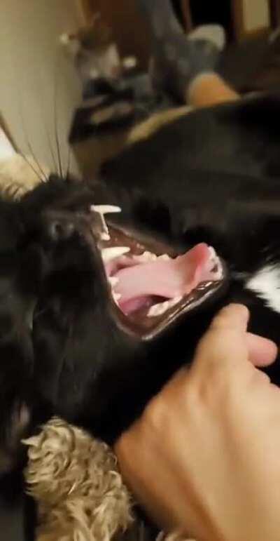 Zara says, “Rawrrrr!”