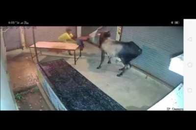 Cow attacked sleeping man- India