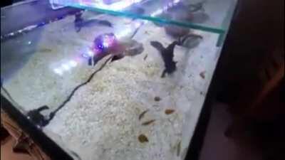 me lo borraron 2 veces pero aca esta el mejor video de la vida