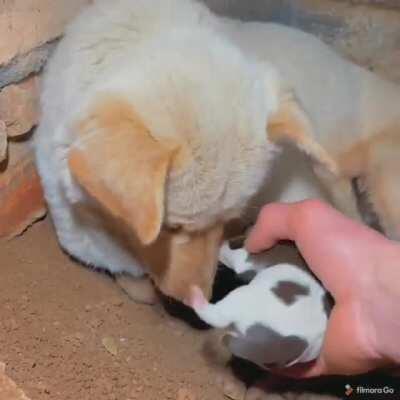 New bed for the pups