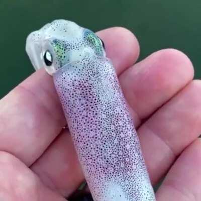🔥 this squids chromatophores 🔥