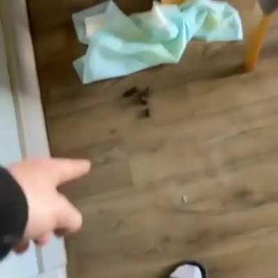 Poor doggy don't know what to do