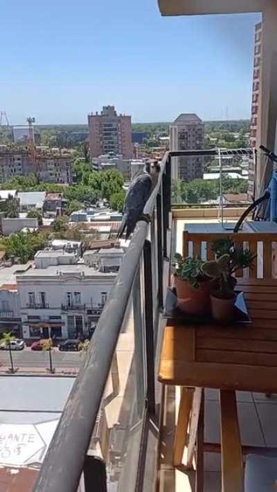 UPDATE: Despues de 4horas se fue el Halcon.