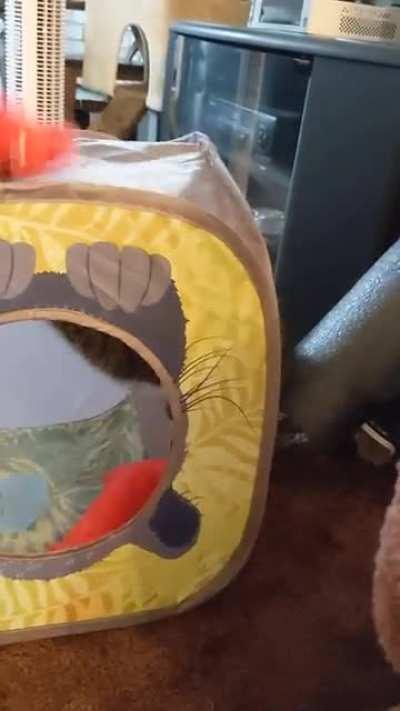 She eventually gave up 😅