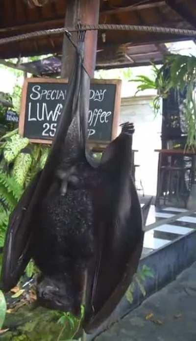 Bat just hanging out