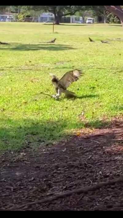 Hawk ends up surfing instead of snacking