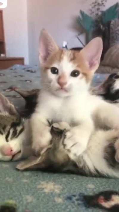 All Cuties in one frame 😌