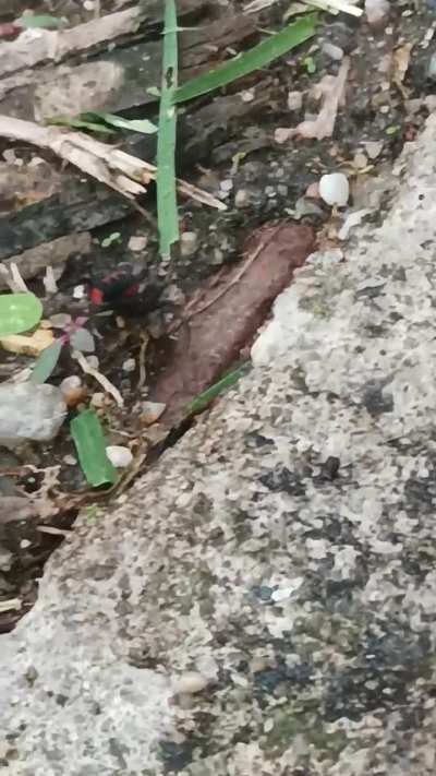 Alguien sabe que araña es ?