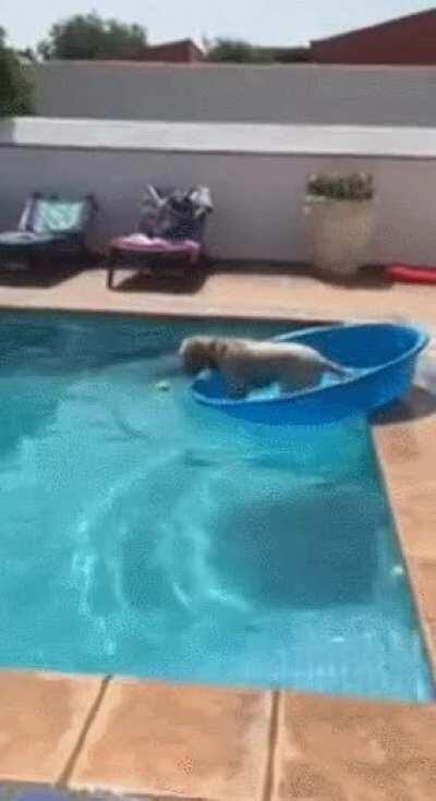 The water was too scary so he had to improvise