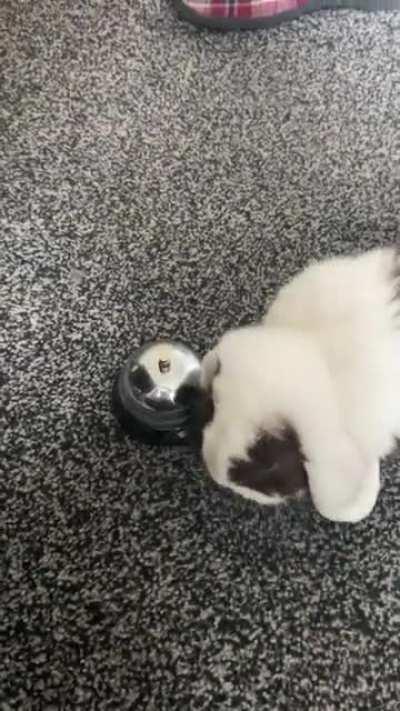 What devil have I created :') he didn't even need teaching!