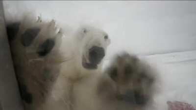 His assignment was to film polar bears for the BBC.