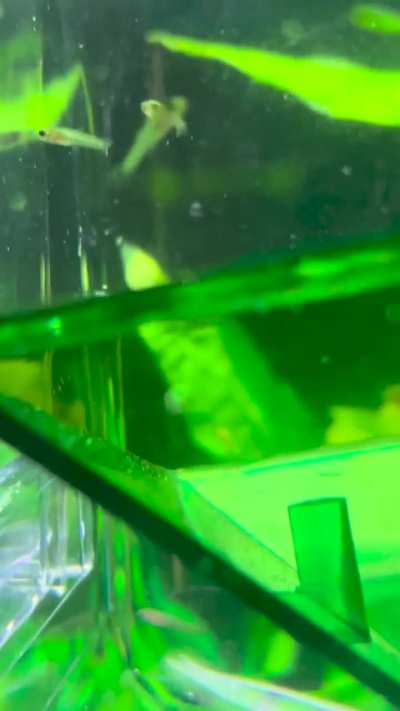 Why are some babies abnormally lighter than others?