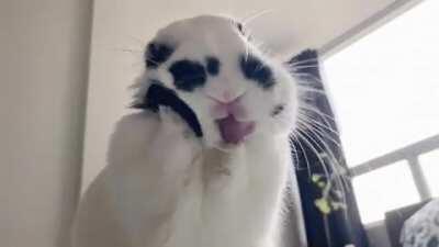 Short ear probs 😩