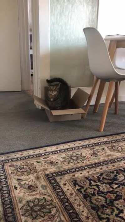 The look on his face when he realises he’s being recorded 😹