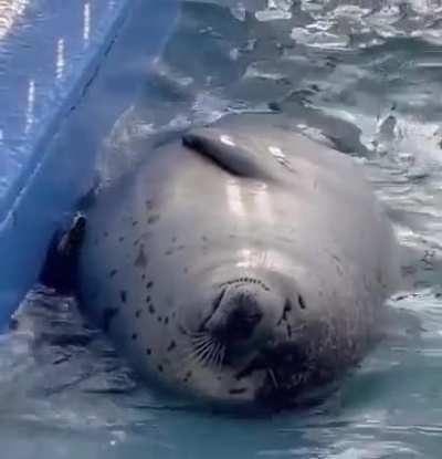 Chonk floats in pool