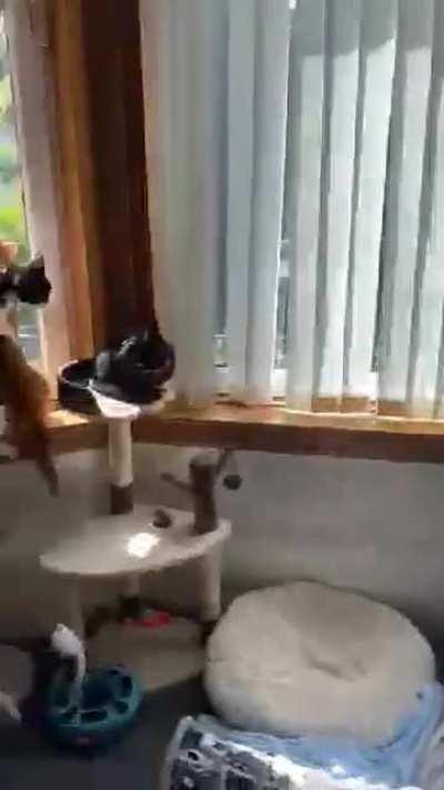 To catch a fly....