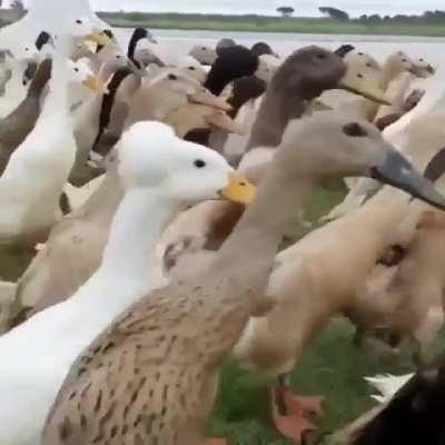 EXCLUSIVE Footage Of Drones Marching Out Of Factory!