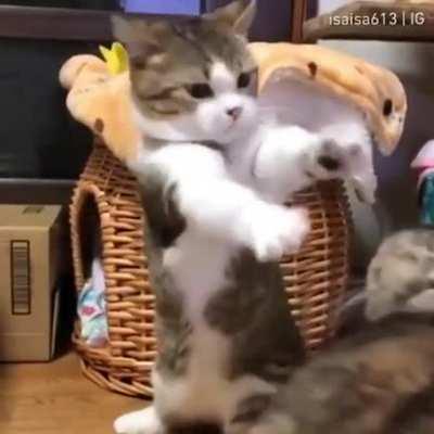 try touch tha cat