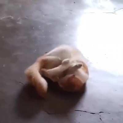 He fought the paw & the paw won.