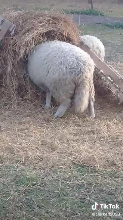 Óscar haciendo un túnel para salir de Latinoamérica