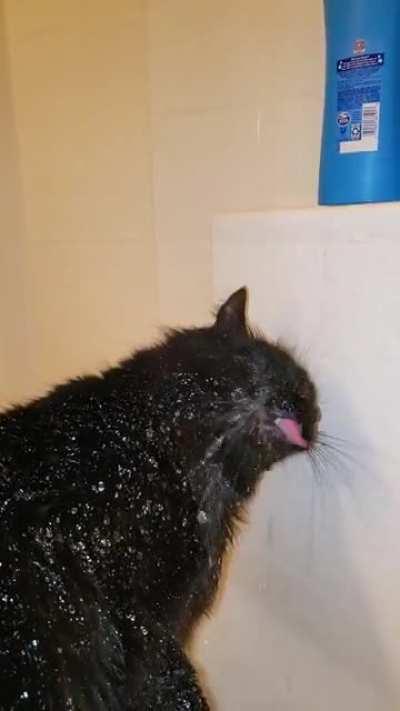Oooh here comes Binx yelling for a shower again. This fuzzy old man can never get enough lol (please excuse my cracking up)