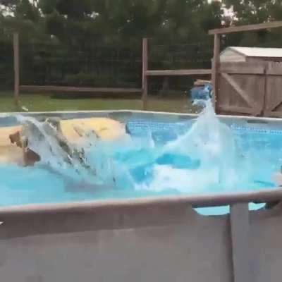 This bear flopping into a pool.