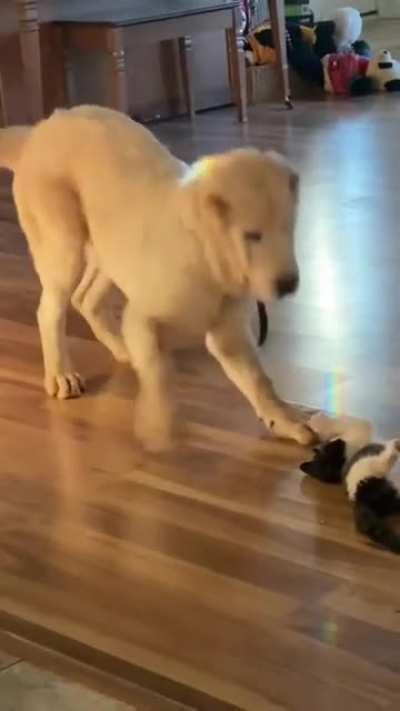 Gentle giant wants to play