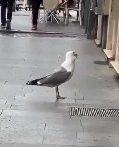 a seagull swallowing a rat