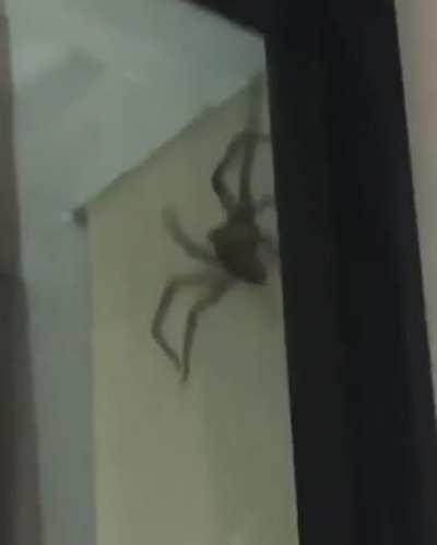 What spider is this? My cousin sent me this video from the Gold Coast, Australia